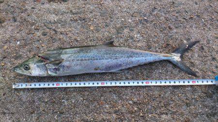 飾磨～広畑　朝のショアジギングでサゴシ＆チ…